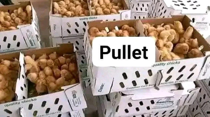 Store